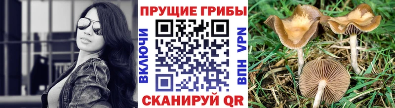 Псилоцибиновые грибы Cubensis  Тулун 